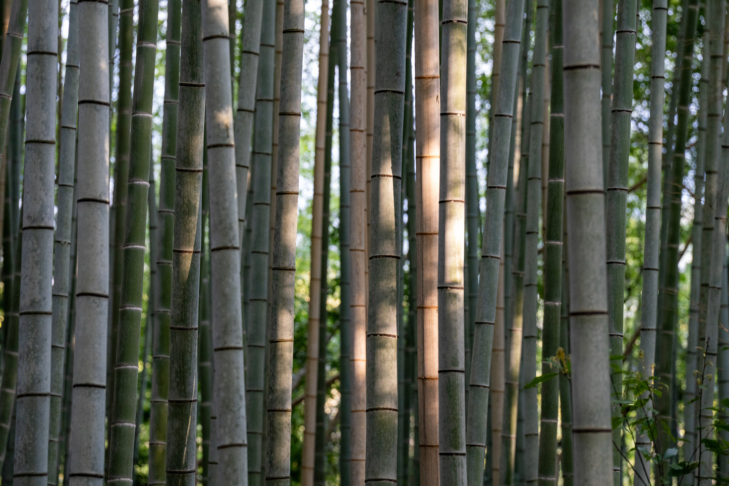 Bamboo - Limited to 15 Prints