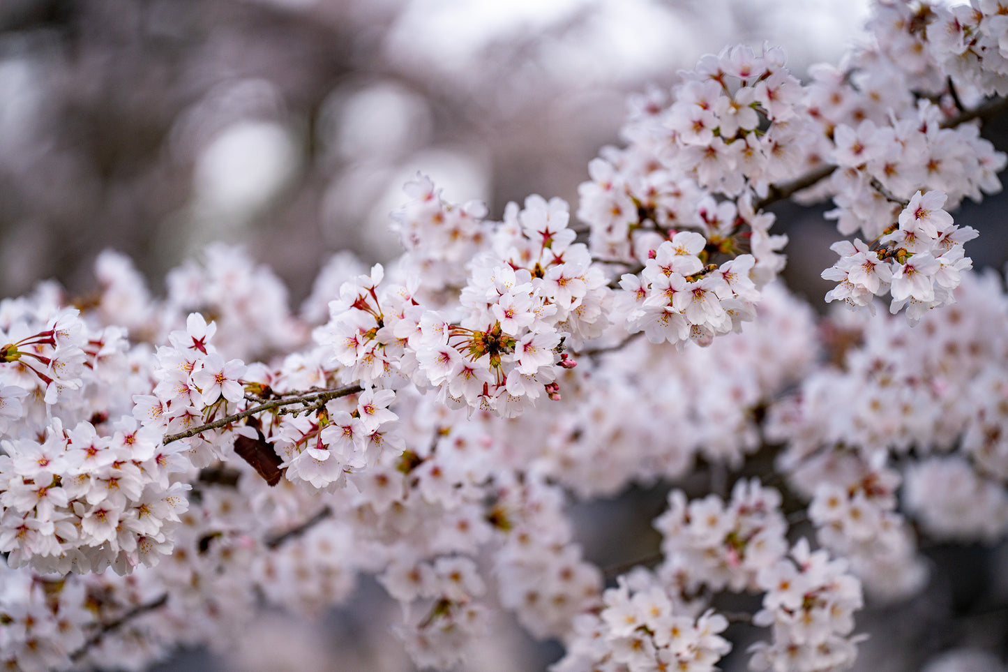 A Budding Branch - Limited to 20 Prints