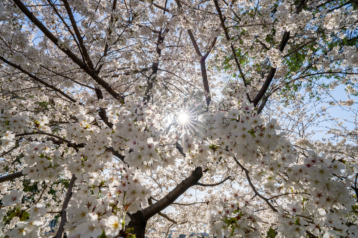 Blossom Burst - Limited to 20 Prints