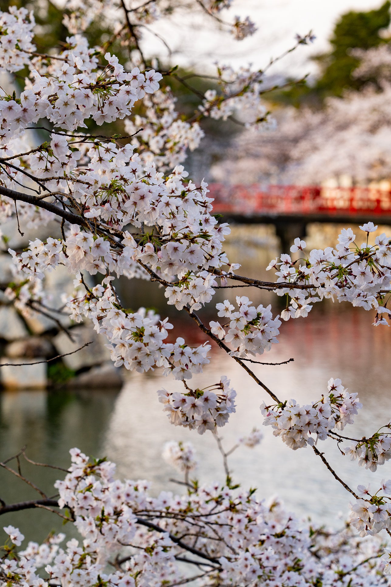 Blossoms by the Moat - Limited to 20 Prints