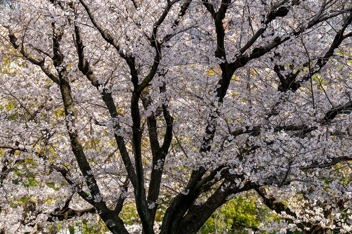 Hiroshima Bloom - Limited to 20 Prints