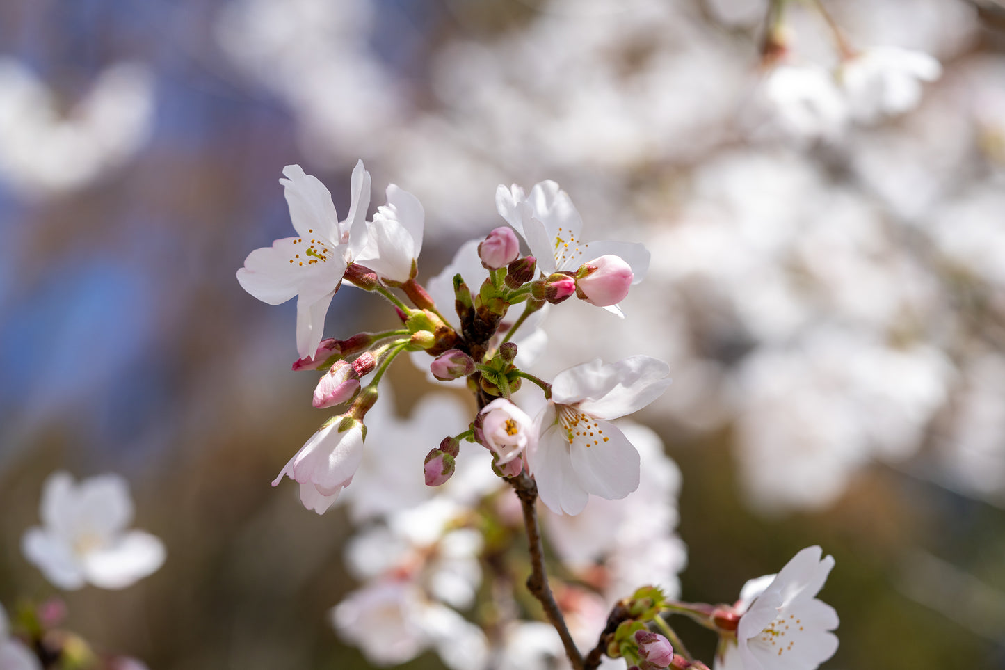 Opening Sakura - Limited to 20 Prints