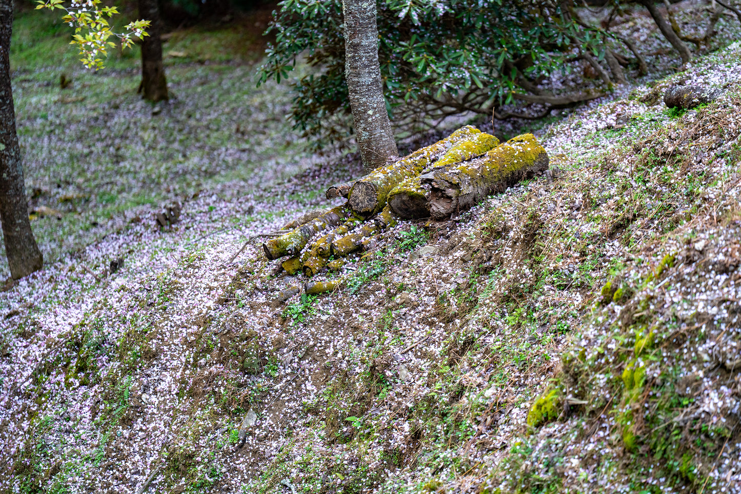 Sakura Snow - Limited to 10 Prints