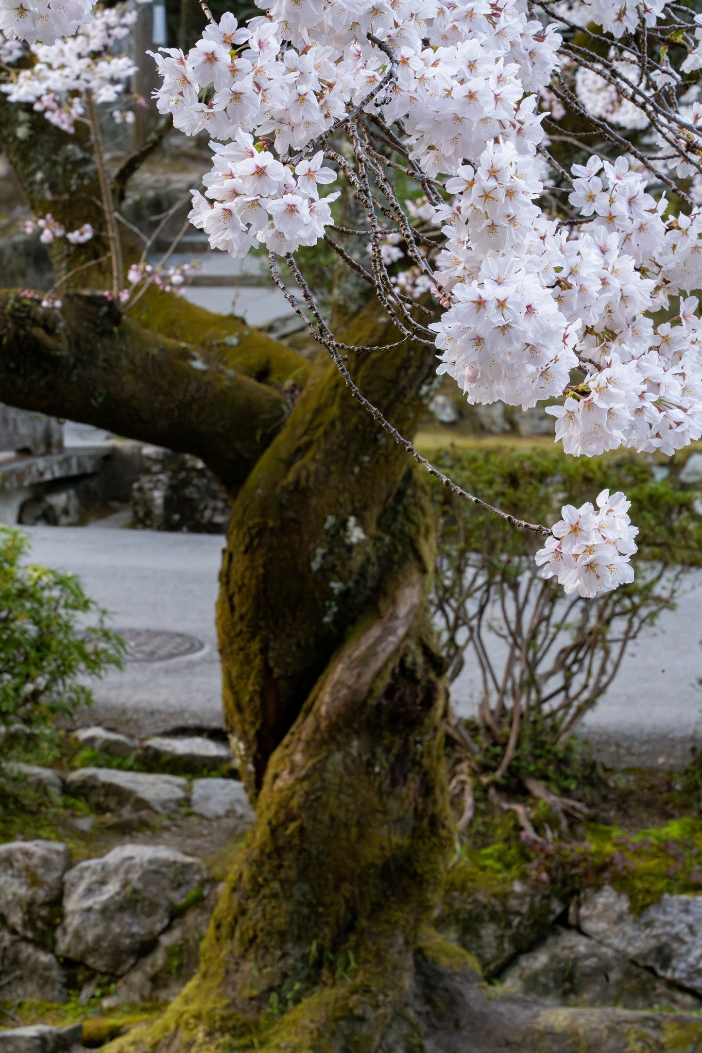 Spiral Sakura - Limited to 15 Prints
