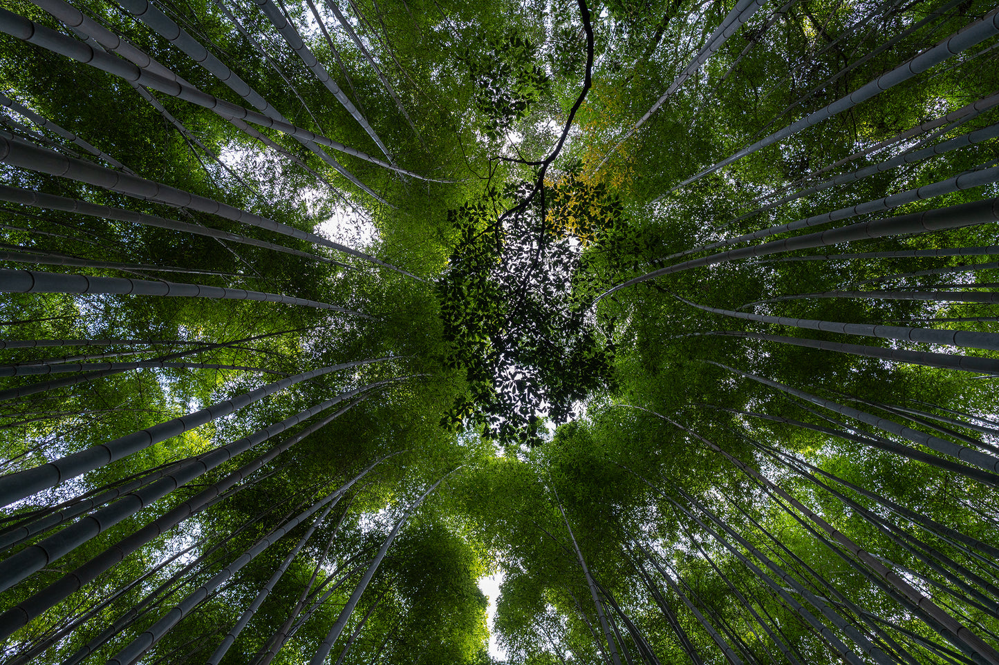 The Canopy - Limited to 10 Prints
