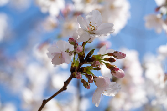 A Budding Branch - Limited to 20 Prints