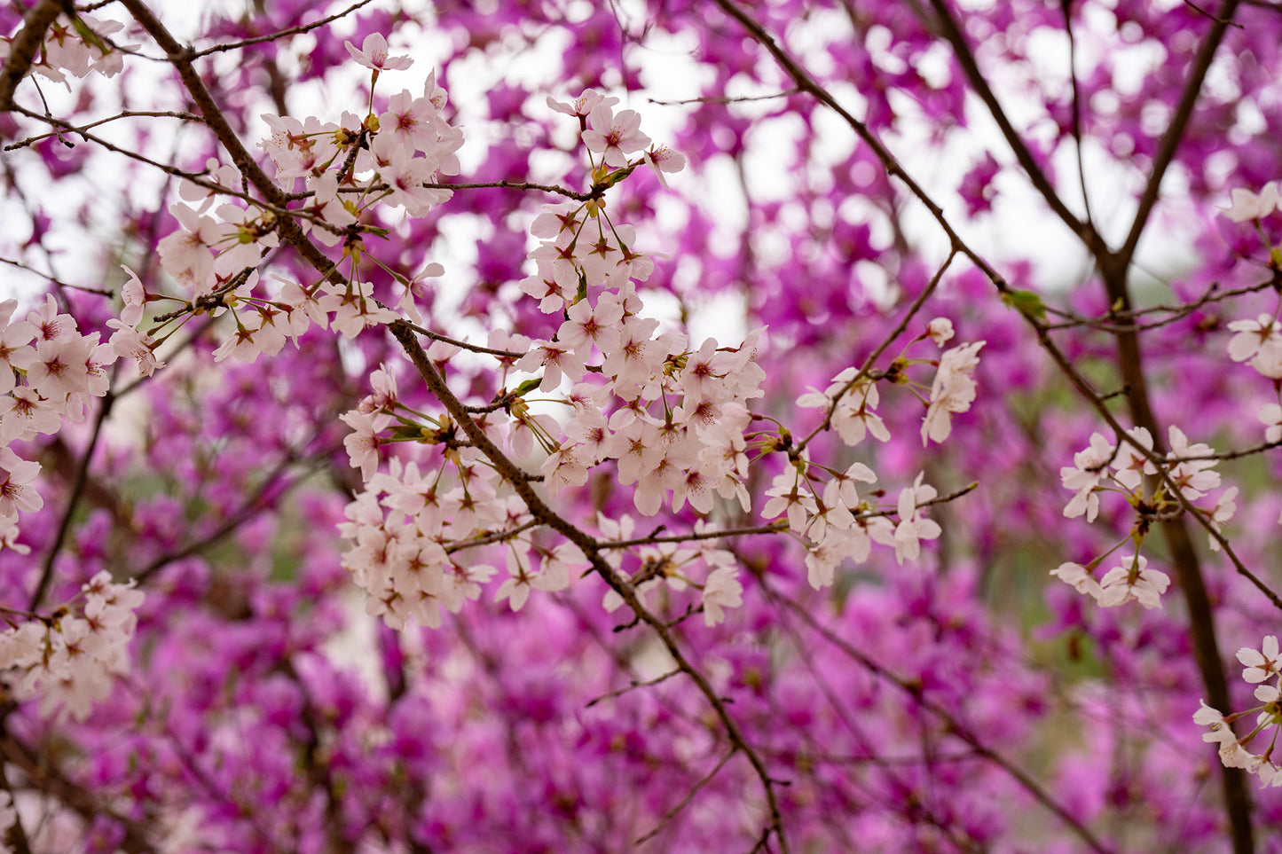 Arashiyama Bloom - Limited to 10 Prints