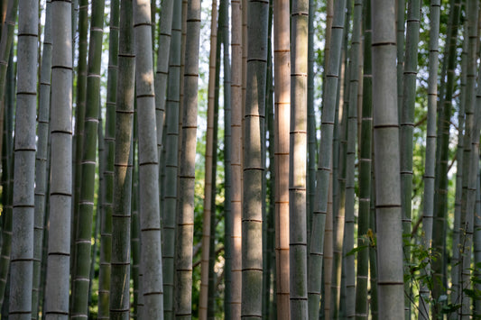 Bamboo - Limited to 15 Prints