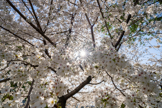 Blossom Burst - Limited to 20 Prints