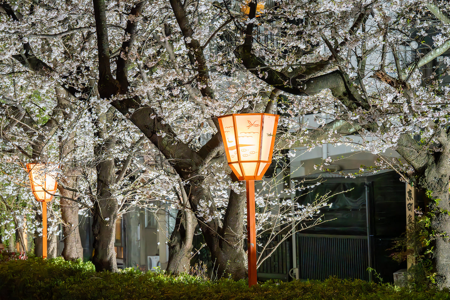 Blossom Glow - Limited to 20 Prints