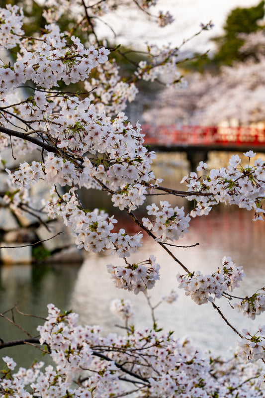 Blossoms by the Moat - Limited to 20 Prints