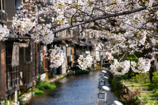 Blossoms on the Canal - Limited to 10 Prints