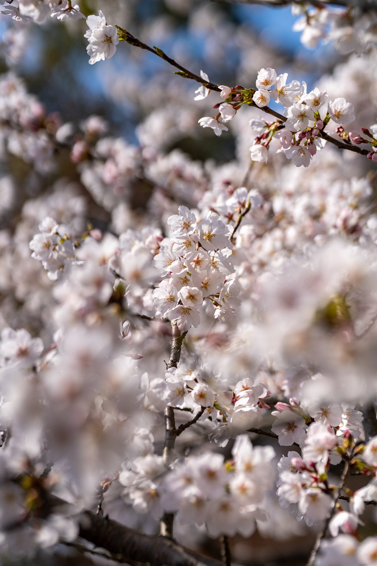 Full Bloom in Uji - Limited to 15 Prints