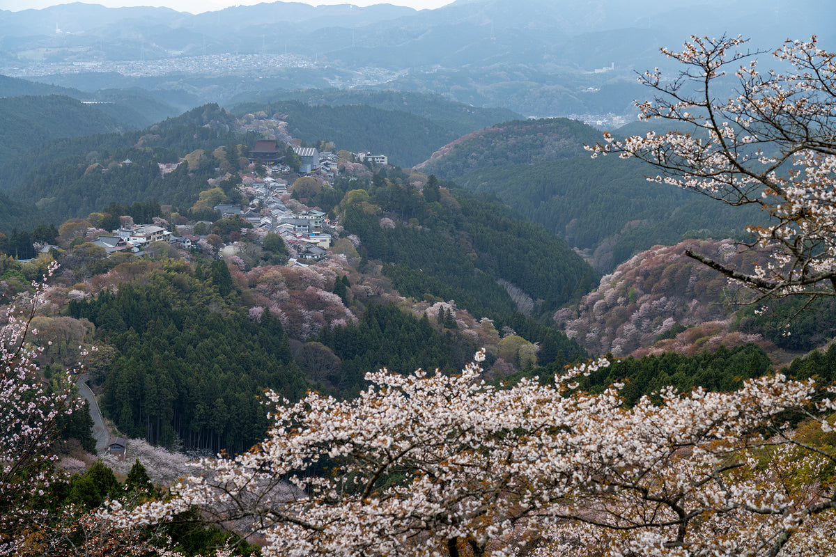 Golden Hour in Yoshino - Limited to 10 Prints