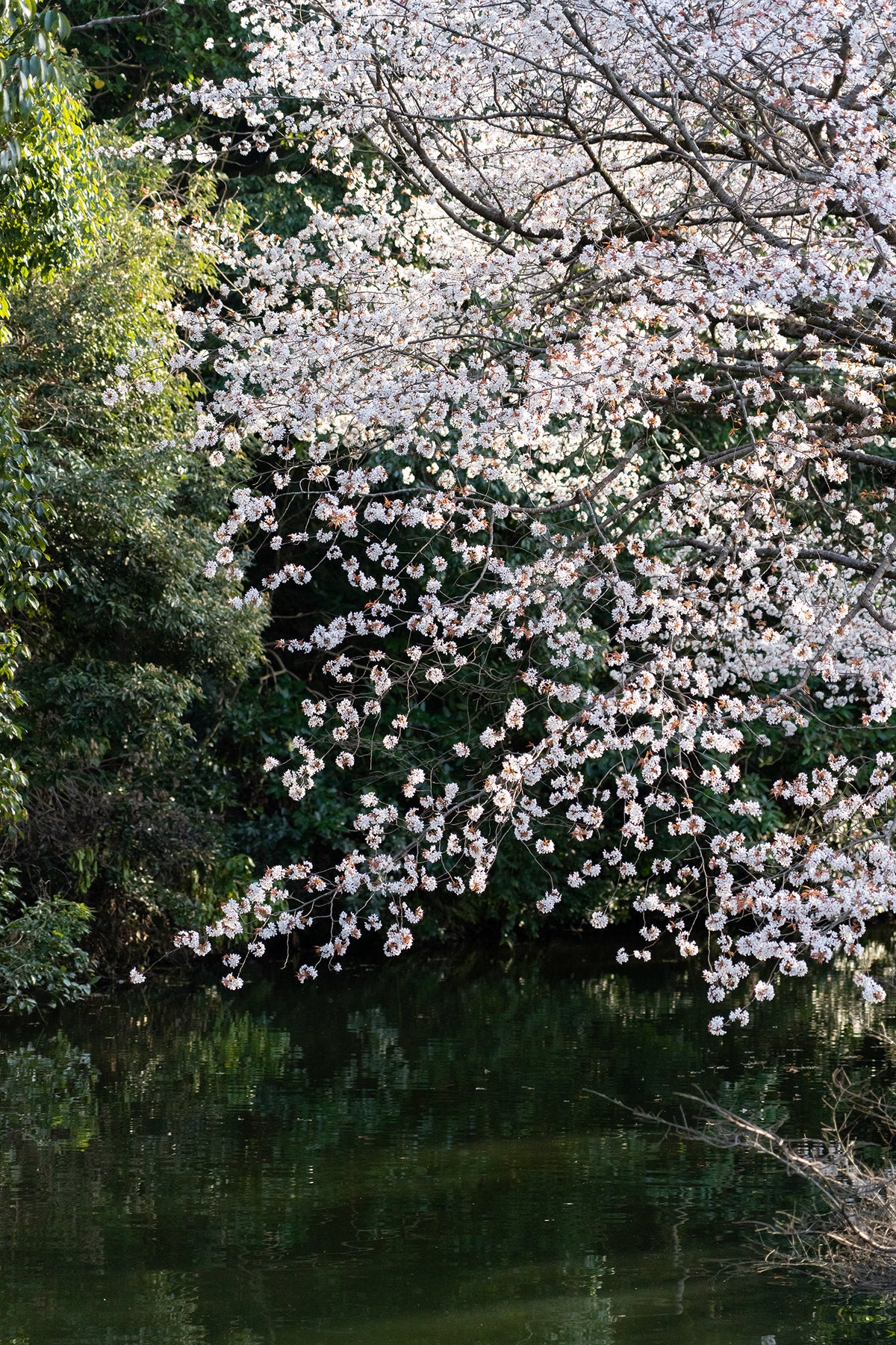 Hanging Sakura - Limited to 20 Prints
