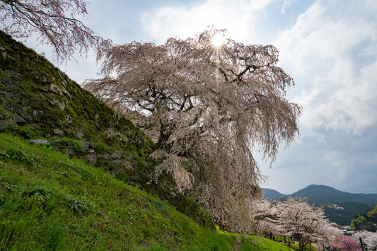 Matebei Zakura - Limited to 10 Prints