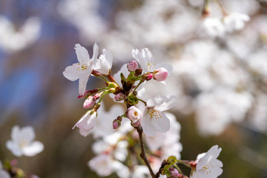 Opening Sakura - Limited to 20 Prints
