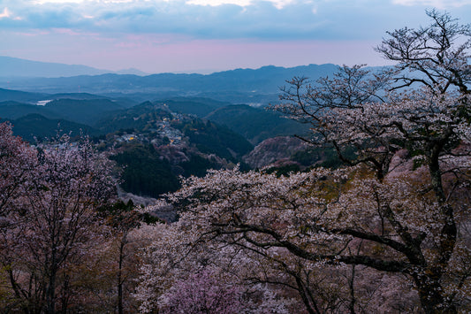Pink Yoshino - Limited to 10 Prints