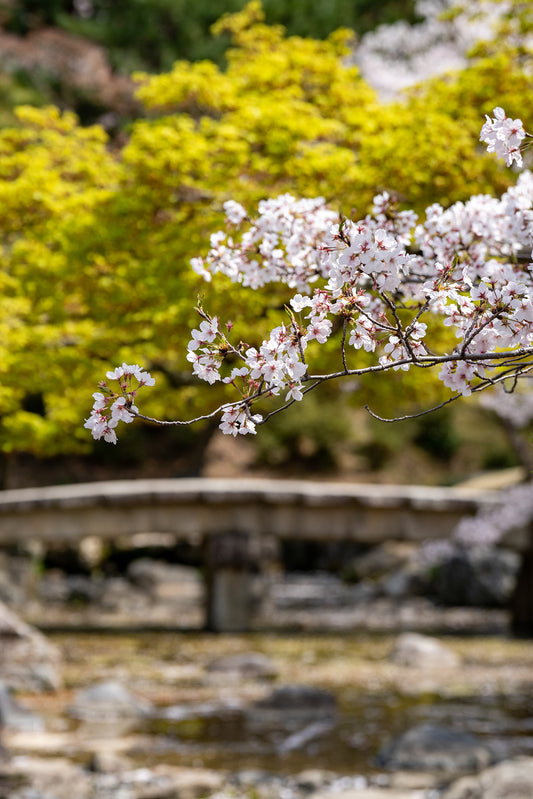 The Sakura Creek - Limited to 10 Prints