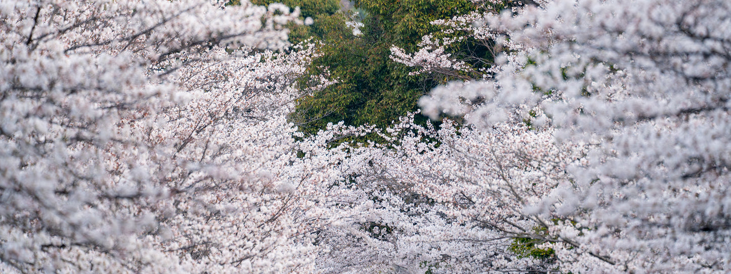 Sakura Panorama - Limited to 8 Prints