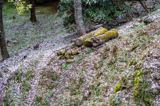 Sakura Snow - Limited to 10 Prints