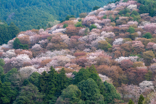 Sakura Swarm - Limited to 20 Prints