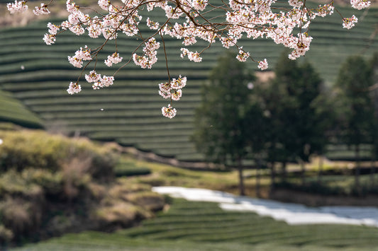 Sakura in the Tea Fields - Limited to 15 Prints