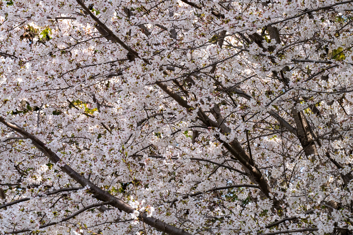 Sea of Sakura - Limited to 10 Prints