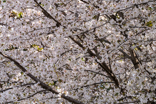 Sea of Sakura - Limited to 10 Prints