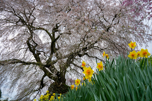 Spring Bloom - Limited to 15 Prints
