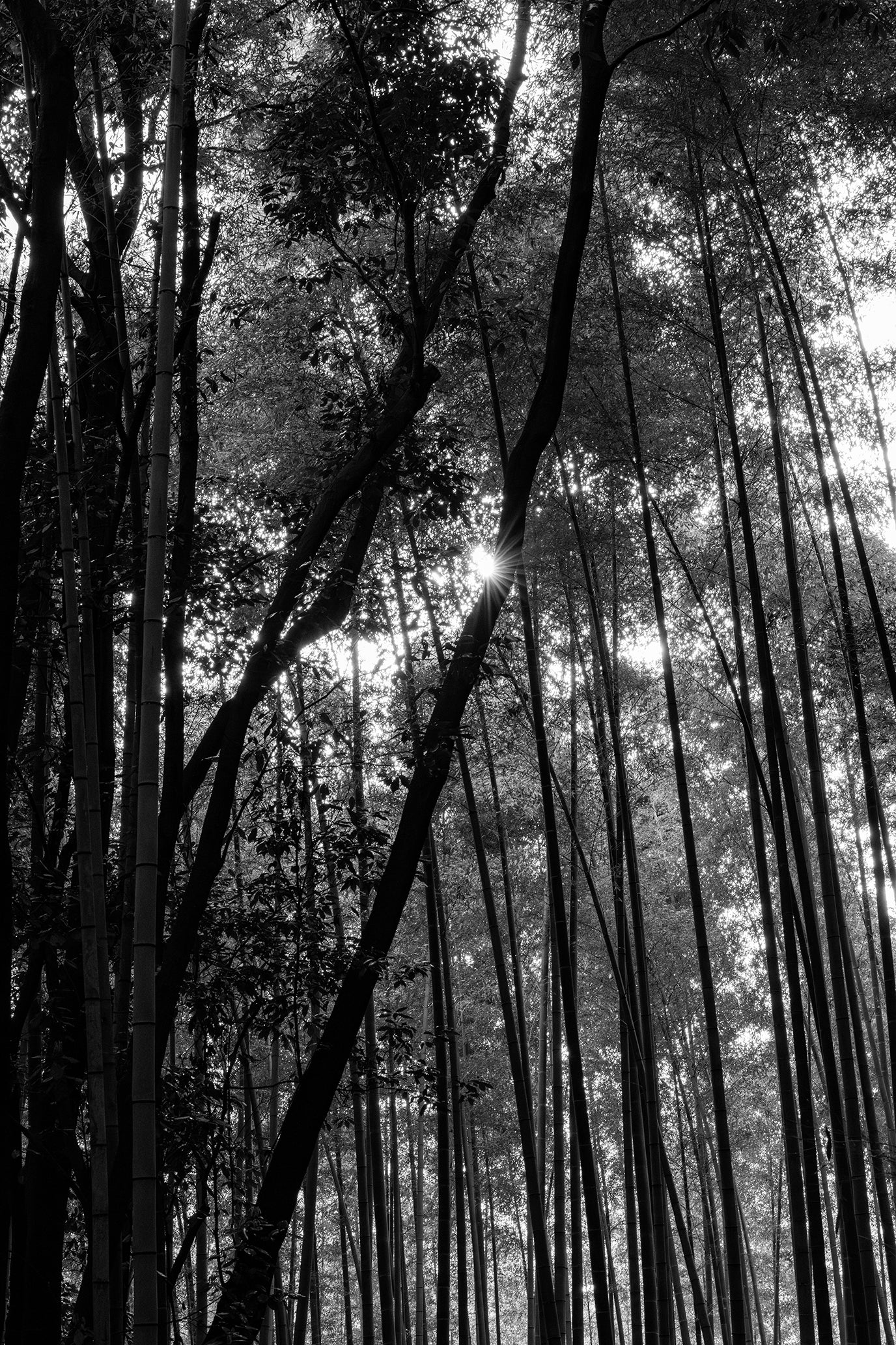 Sunburst in the Forest - Limited to 15 Prints