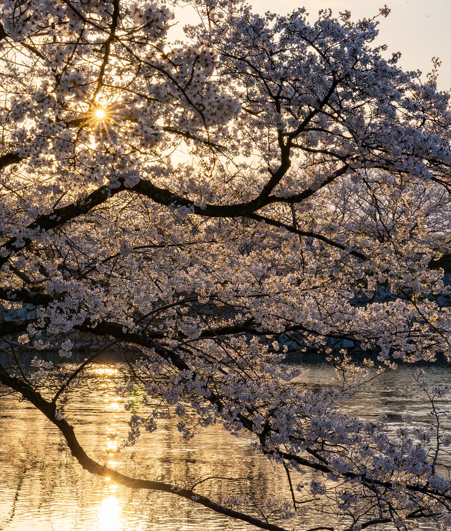 Sunset Sakura - Limited to 10 Prints