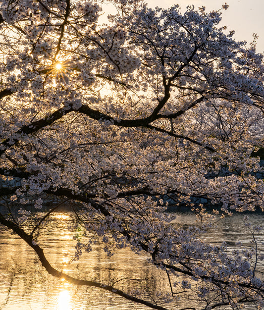 Sunset Sakura - Limited to 10 Prints