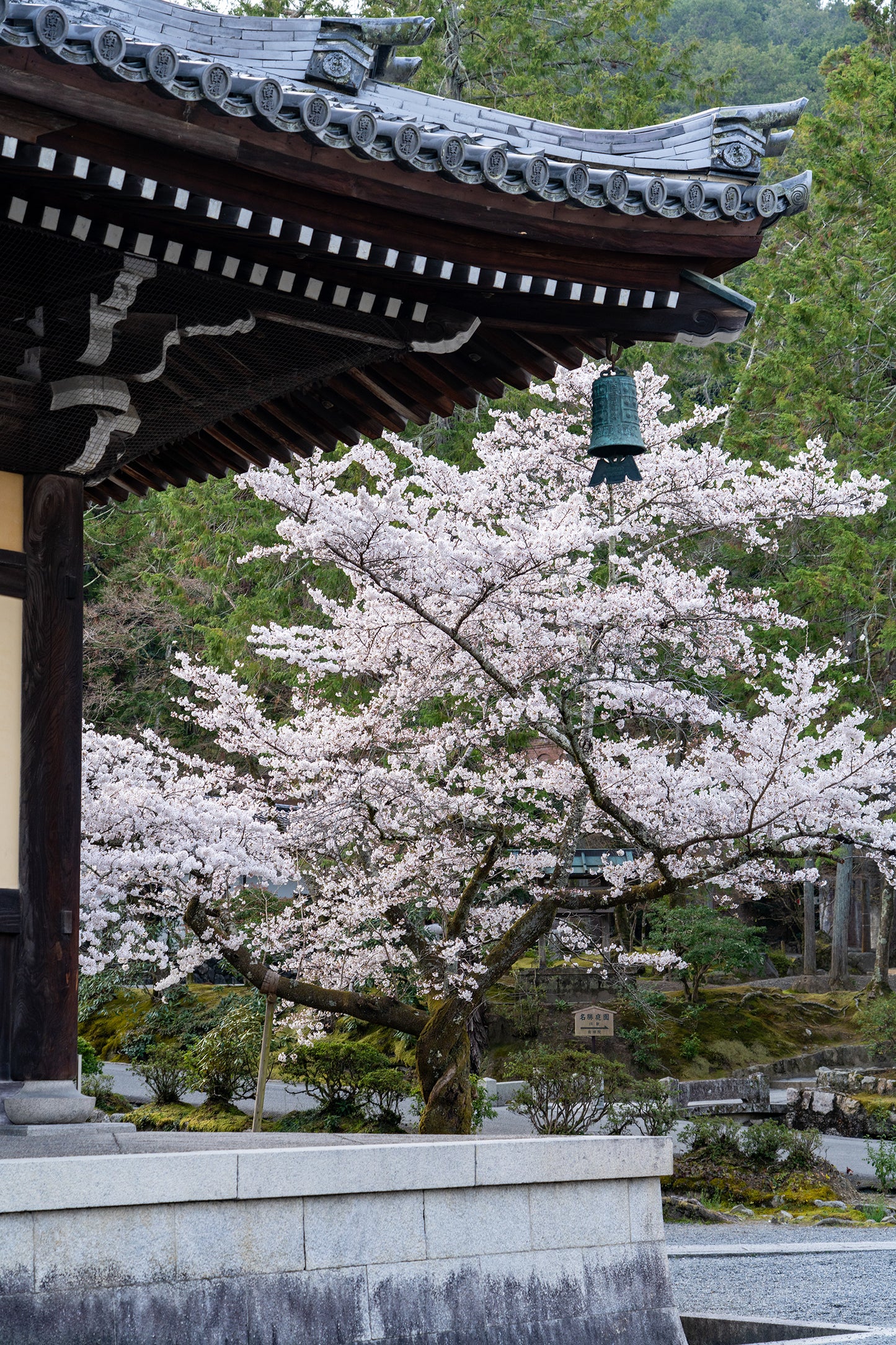 Temple Blossom - Limited to 15 Prints