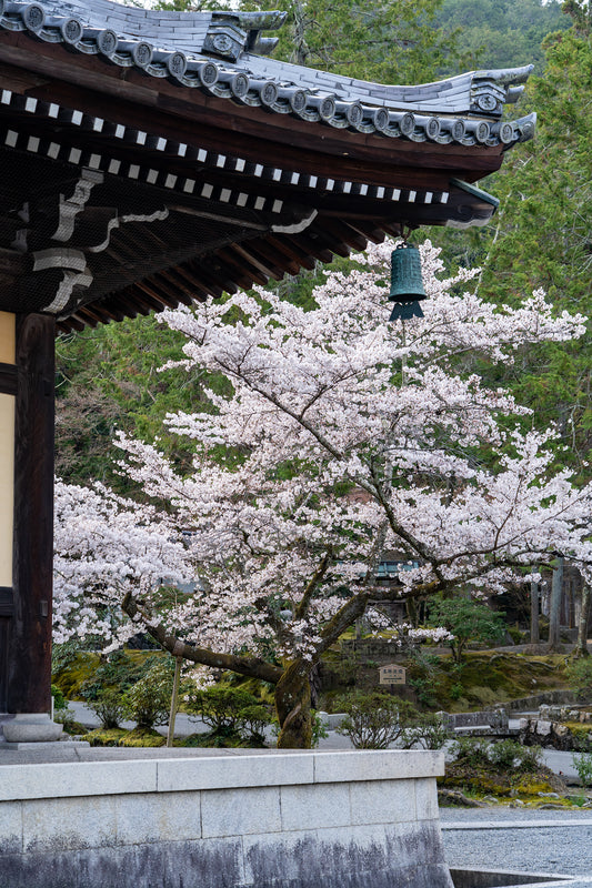 Temple Blossom - Limited to 15 Prints