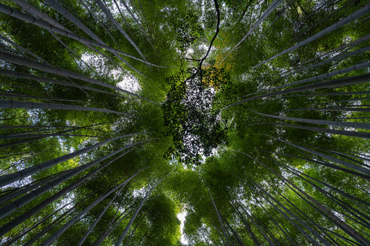 The Canopy - Limited to 10 Prints